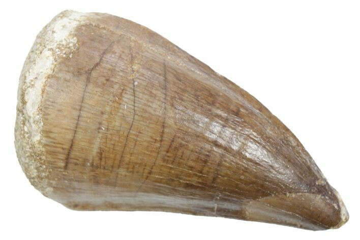 Fossil Mosasaur (Thalassotitan) Tooth - Morocco #353243
